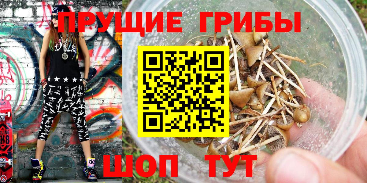 Грозный  Псилоцибиновые грибы Psilocybine cubensis  Вход с VPN 